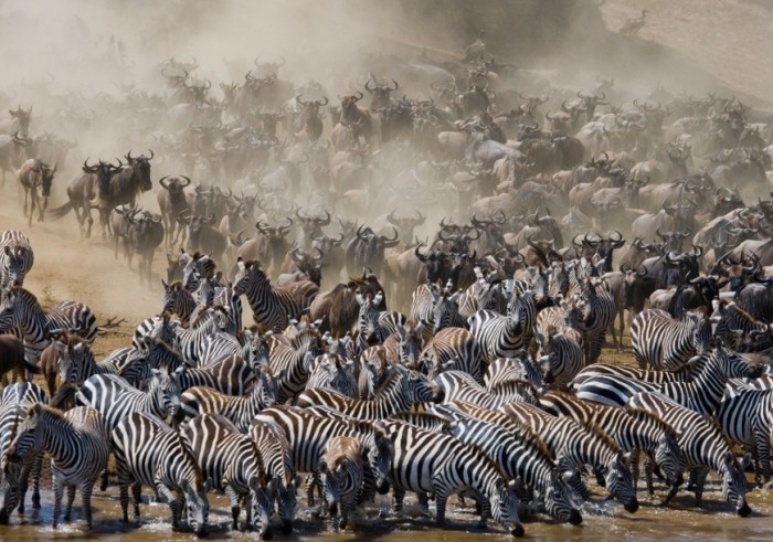 非洲大遷徙 非洲大遷徙