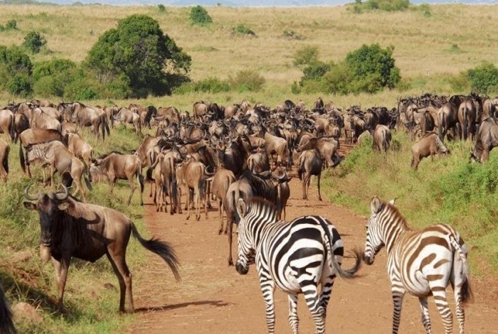 動物大遷徙旅遊 動物大遷徙旅遊