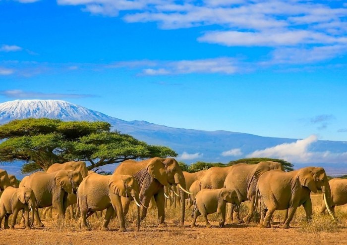 非洲大遷徙 非洲大遷徙