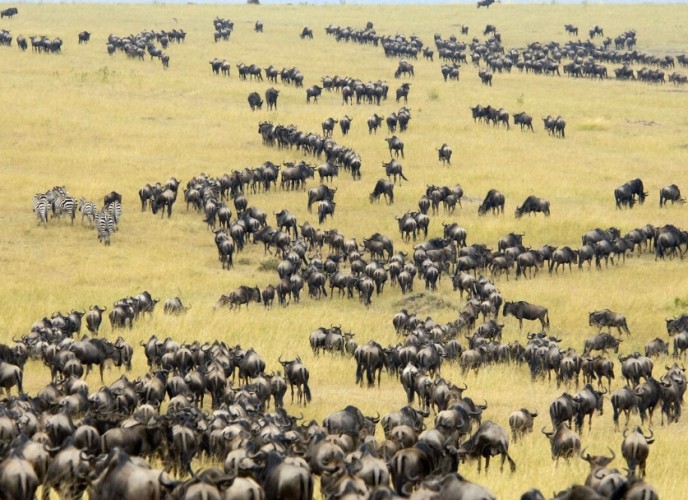 马赛马拉动物大迁徙 马赛马拉动物大迁徙