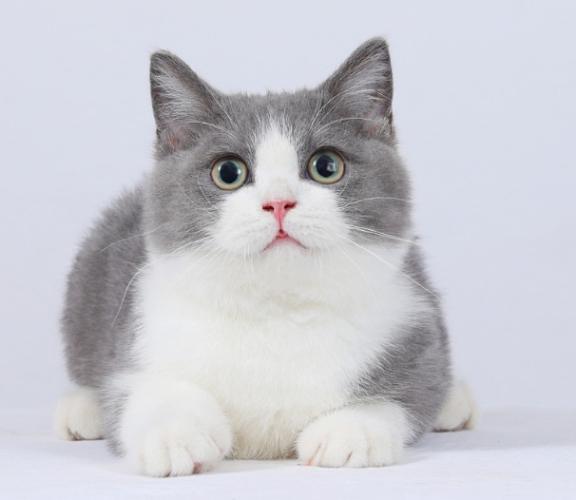 短腿貓性格 短腿貓性格