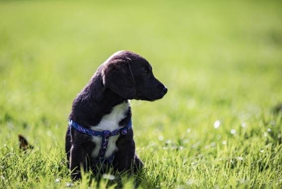 新手養狗指南 新手養狗指南