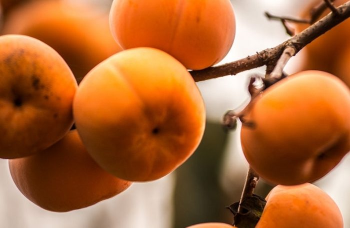 柿子不能和什麼一起吃