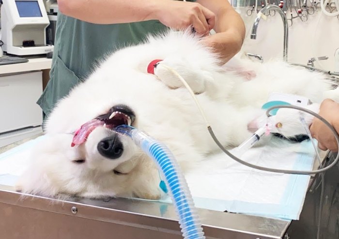 公狗結紮風險 公狗結紮風險