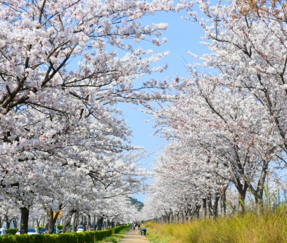 韓國櫻花季節 韓國櫻花季節