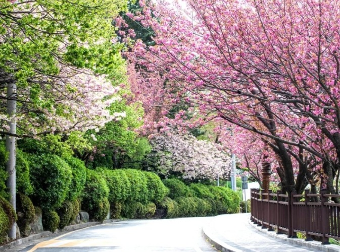 韓國賞櫻攻略 韓國賞櫻攻略