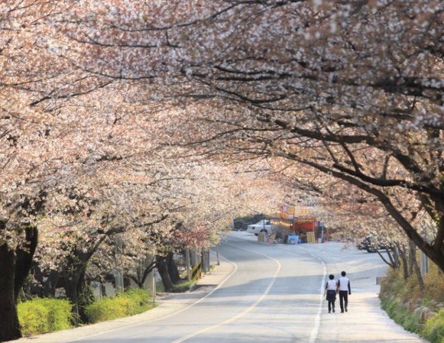 韓國櫻花季節 韓國櫻花季節