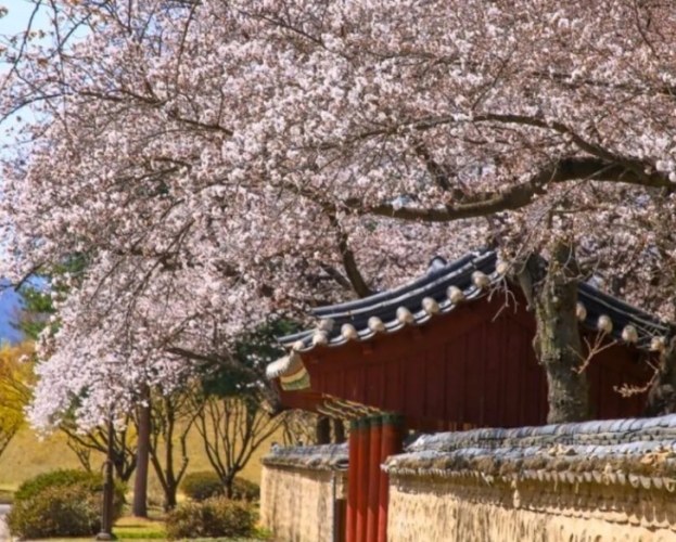 韓國賞櫻攻略 韓國賞櫻攻略