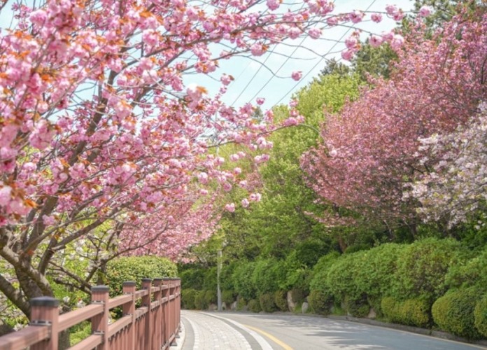 韓國賞櫻攻略 韓國賞櫻攻略