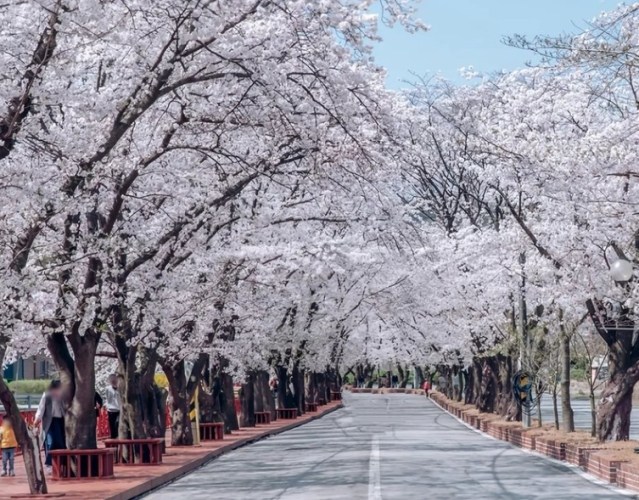 韓國櫻花季節 韓國櫻花季節