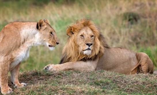 塞倫蓋蒂自由行規劃 塞倫蓋蒂自由行規劃