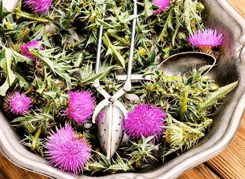 奶薊草護肝 奶薊草護肝