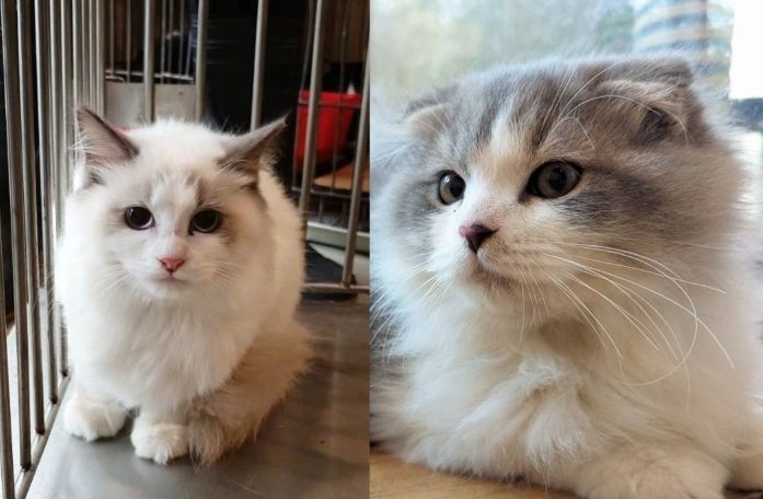 貓咪領養注意事項 貓咪領養注意事項