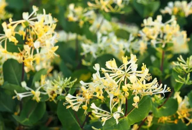 金銀花健康益處 金銀花健康益處