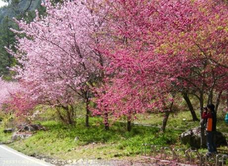 武陵農場 武陵農場