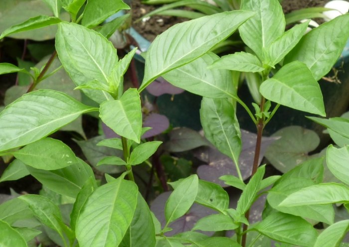 九層塔收成時機 九層塔收成時機