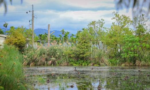 台灣水草農場 台灣水草農場