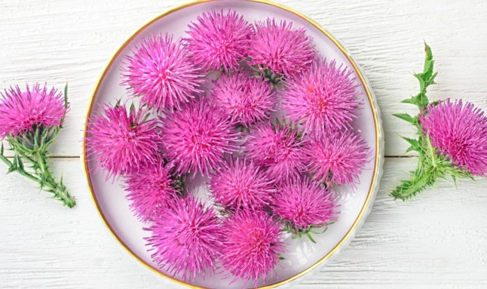 奶薊草護肝 奶薊草護肝