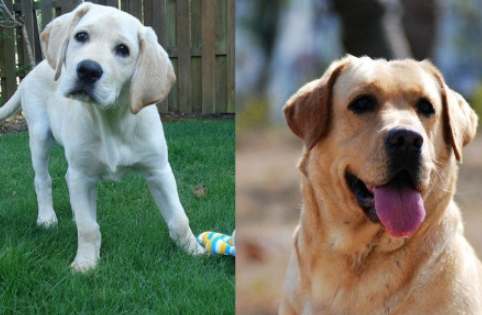 拉布拉多金毛比较 拉布拉多金毛比较