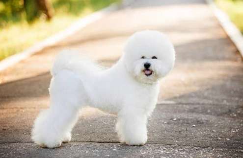 比熊犬飼養 比熊犬飼養