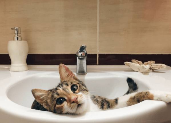 如何幫貓洗澡 如何幫貓洗澡