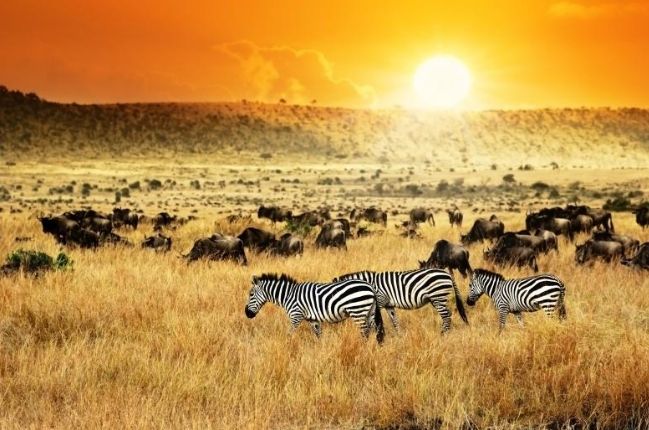 非洲旅行準備 非洲旅行準備