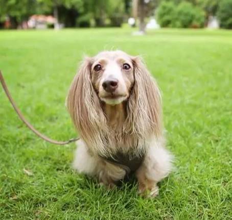 臘腸狗護理 臘腸狗護理