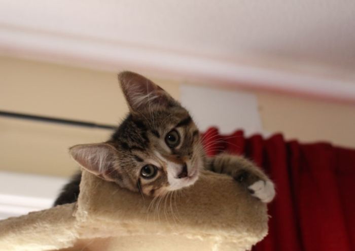 幼貓拉肚子禁食 幼貓拉肚子禁食