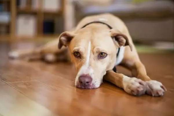 狗臨終照顧 狗臨終照顧