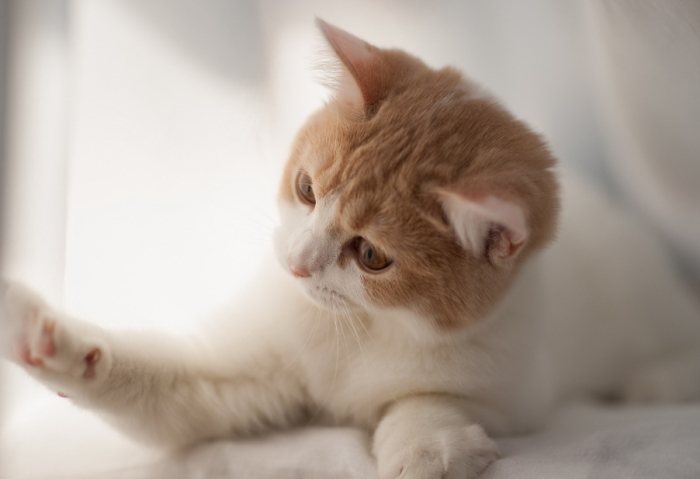 貓咪新手飼養 貓咪新手飼養