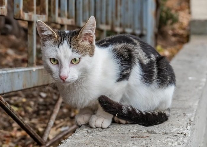 流浪貓醫療花費
