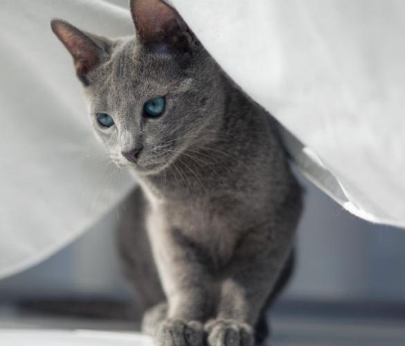 藍貓很兇嗎 藍貓很兇嗎