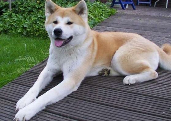 日本犬種遺傳 日本犬種遺傳