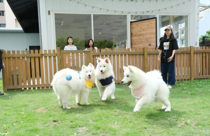 新竹寵物友善餐廳