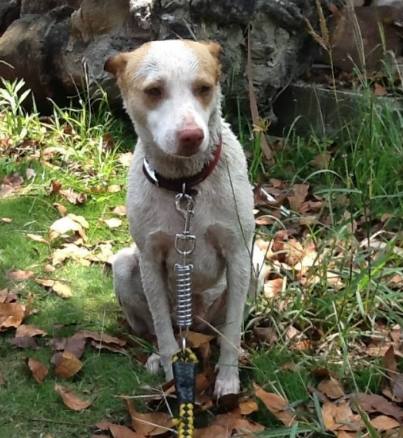 流浪狗處理 流浪狗處理