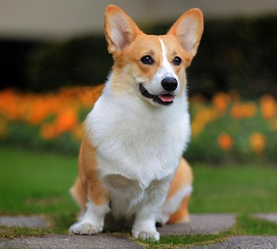 柯基犬不好養 柯基犬不好養