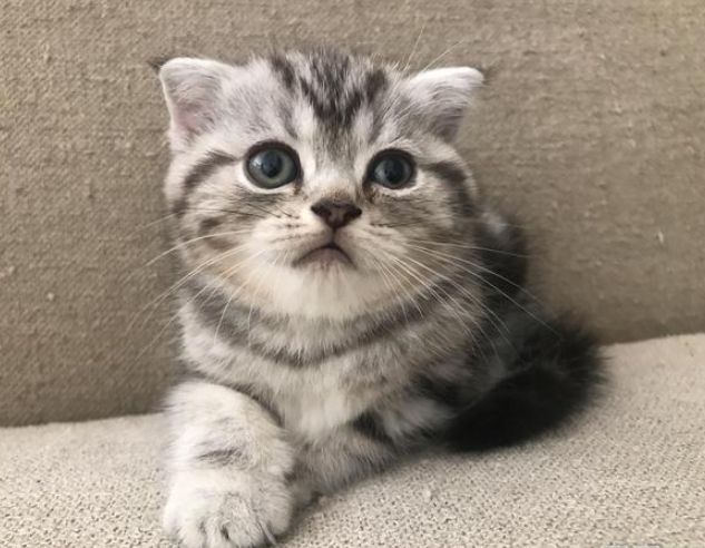 短腿貓照顧 短腿貓照顧