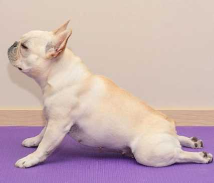 法鬥運動需求 法鬥運動需求