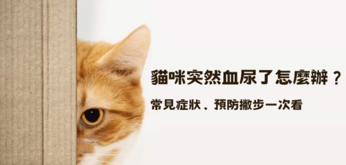 貓血尿治療 貓血尿治療