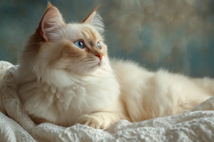 暹羅貓特點 暹羅貓特點