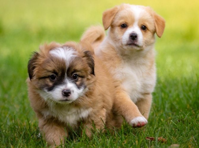 寵物喪失心理調適