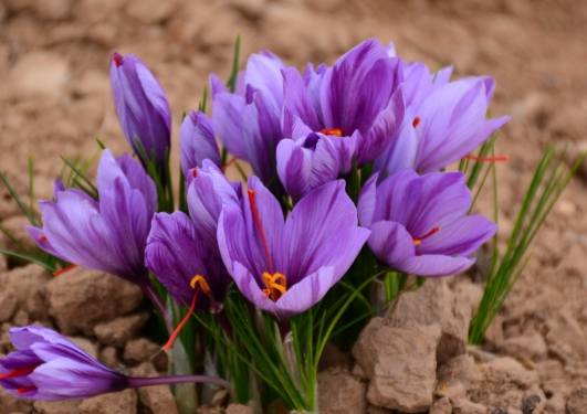 番紅花泡水喝好處