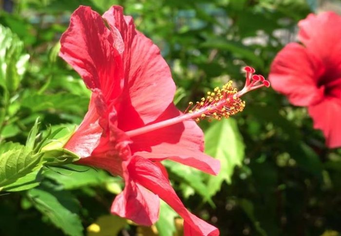 大紅花健康益處