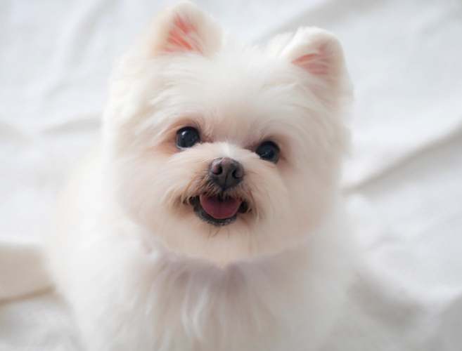 毛孩告別式指南