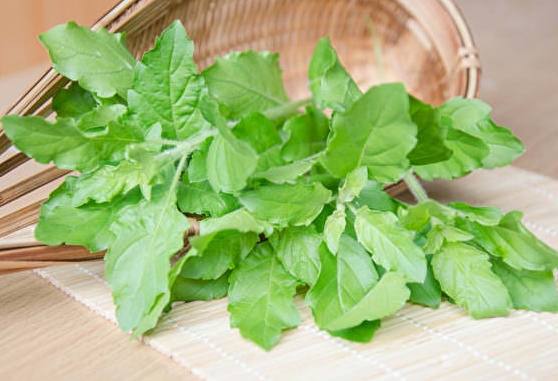 九層塔種植施肥