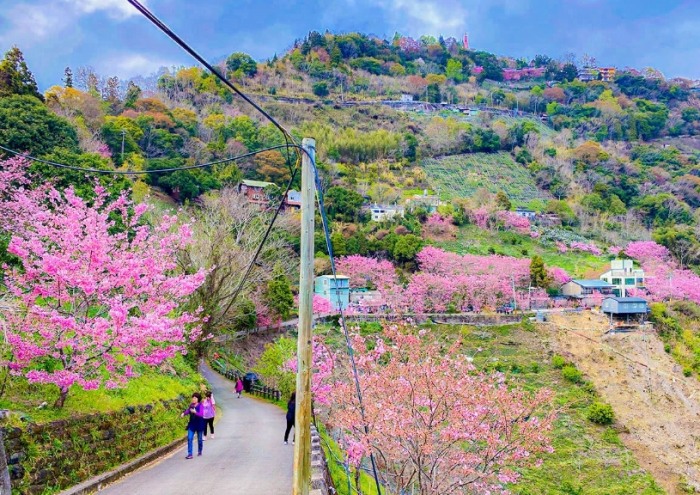 拉拉山旅遊攻略