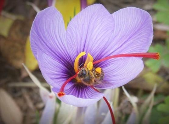 藏紅花泡水功效