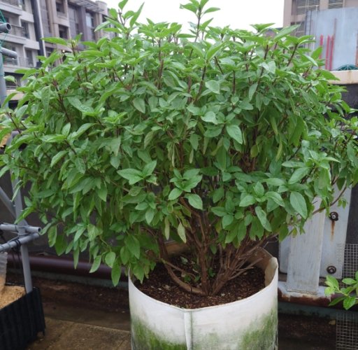 九層塔分枝方法