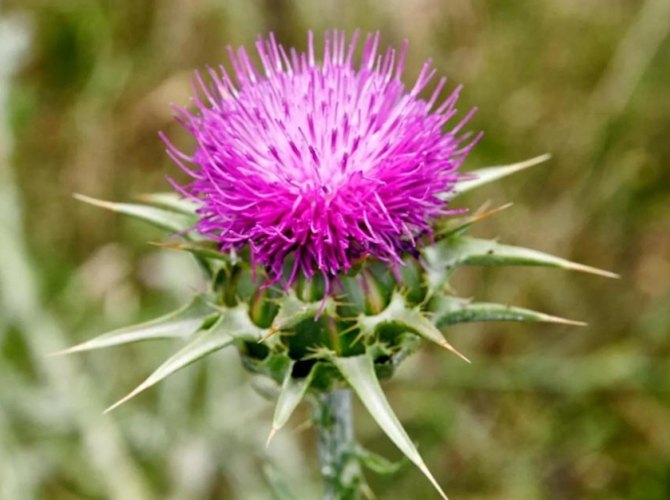 水飛薊不良反應