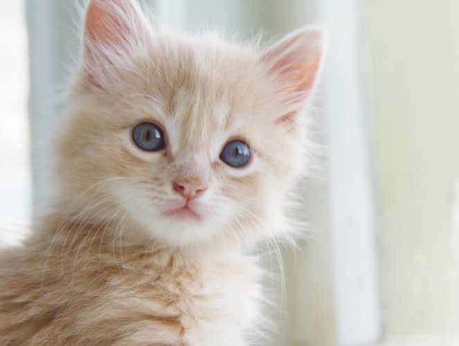 貓咪死掉處理方法